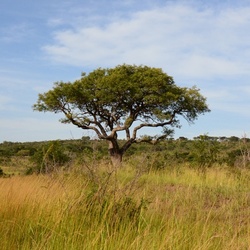 2015-05 South Africa/iMfolozi/DSC_0075.JPG